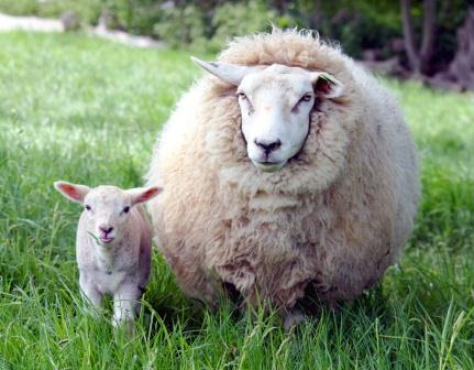 Купить одеяло из овечьей шерсти в Вологде